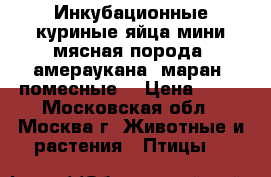 Инкубационные куриные яйца мини-мясная порода, амераукана, маран, помесные. › Цена ­ 50 - Московская обл., Москва г. Животные и растения » Птицы   